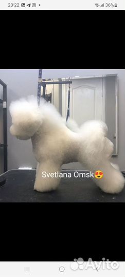 Щенок бишон фризе