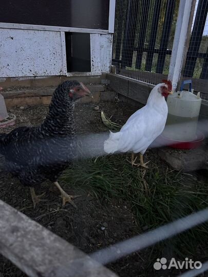 Куры молодки