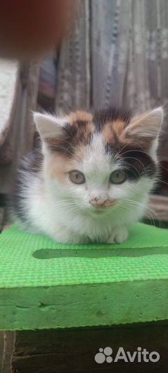 Кошка котенок