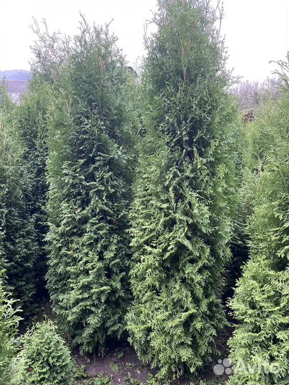 Туя смарагд