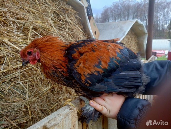 Петухи 350