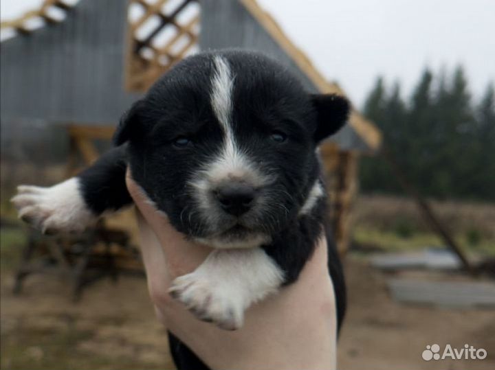 Щенки овчарки