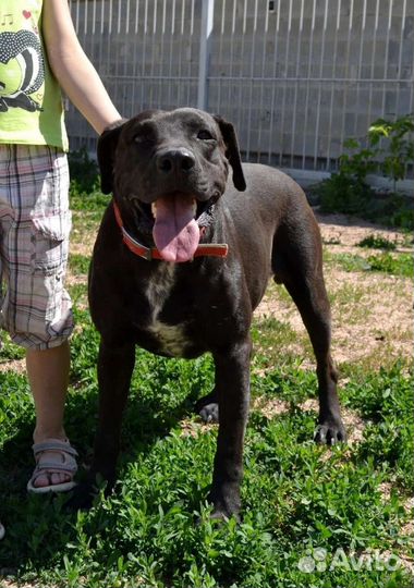 Собака в добрые руки