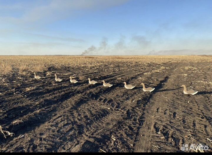 Профиля гуся гуменник,10 штук