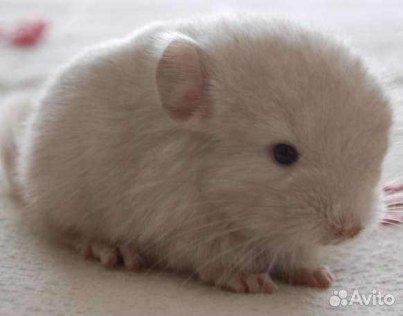 Шиншилленок на подарки малыши