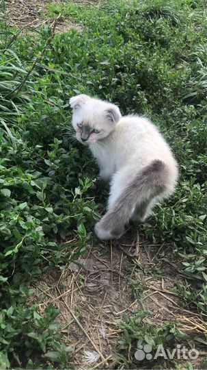 Кошечка в добрые руки