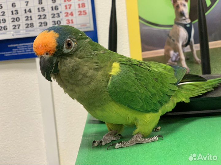 Зоопсихолог для попугаев/Приручение/Дрессировка