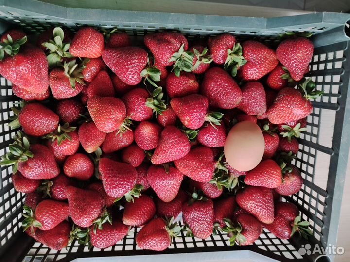 Саженцы садовой земляники
