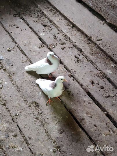 Продажа николаевских голубей