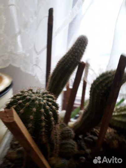 Комнатные цветы