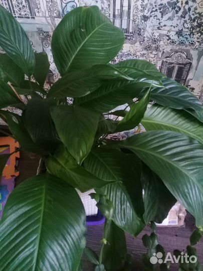 Спатифилум