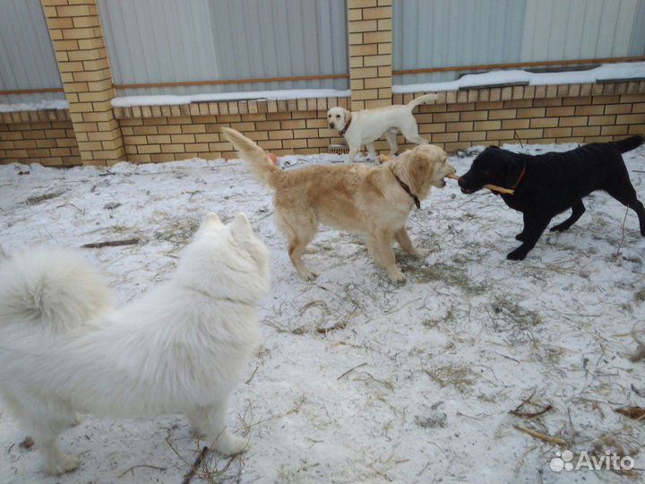 Передержка собак /опыт 12 лет, видеонаблюдение