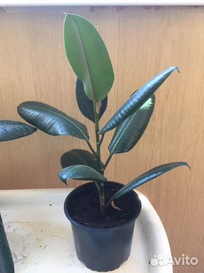 Фикус каучуканосный