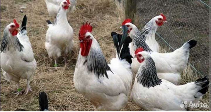 Куры и петухи