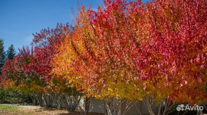 Клен Гиннала