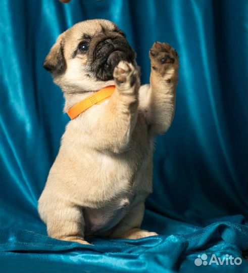 Щенки мопса
