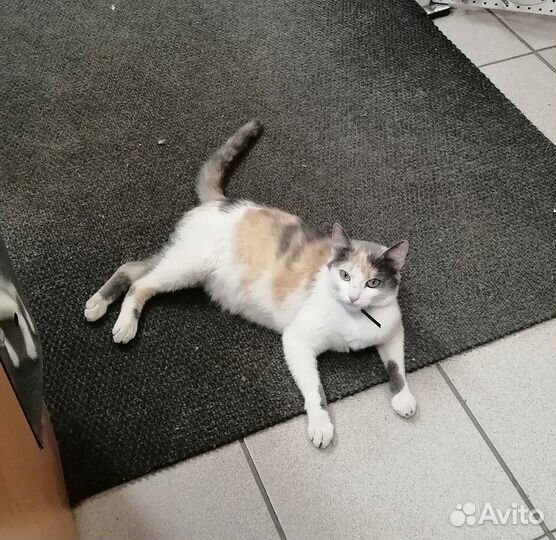 Отдадим кошечку