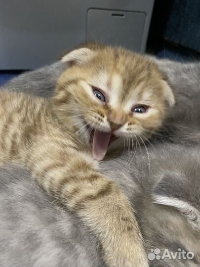 Шотландская