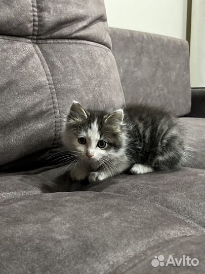 Отдам котенка мальчика