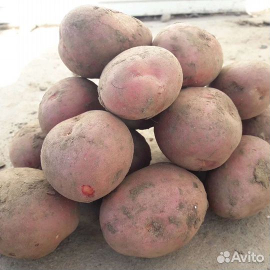 Семенной картофель Винета