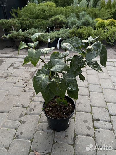 Дёрен, спирея, пузыреплодник, ива