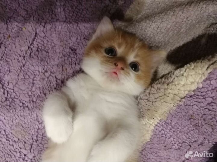 Кошка в дар бесплатно