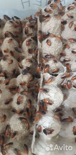 Туркменские тараканы