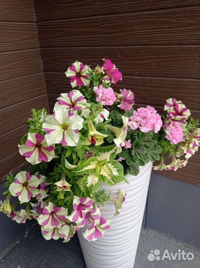 Колеусы сортовые