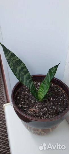 Сансевиерия, хавортия