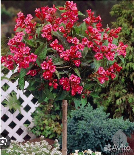 Вейгела для сада