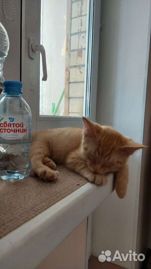 Рыжий котенок в дар 2 месяца