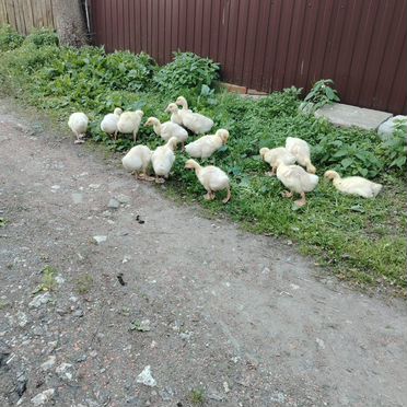 Индоутята