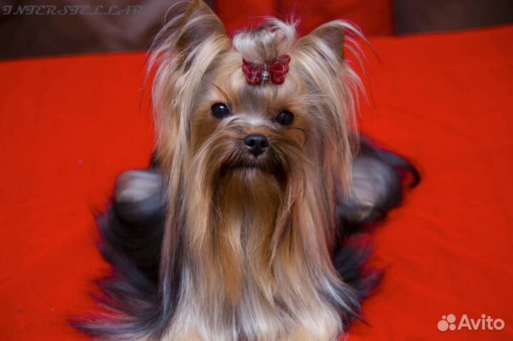 Приглашаем