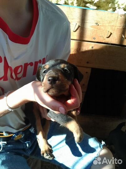 Щенки ягдтерьера