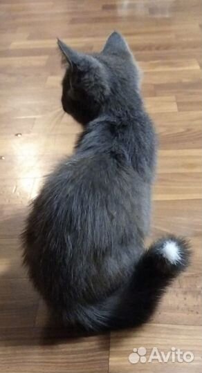 Котёнок серый женского пола