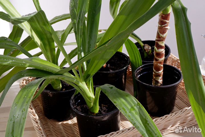 Комнатные растения юкка