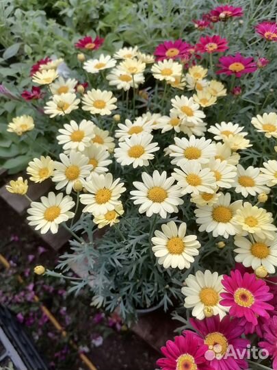 Аргерантемум