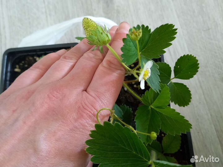 Ремонтантная земляника Гирлянда