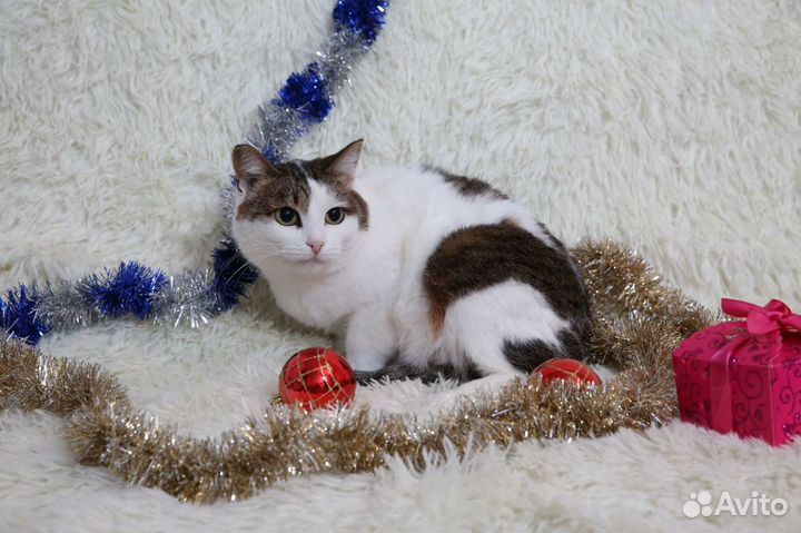 Соня ищет дом