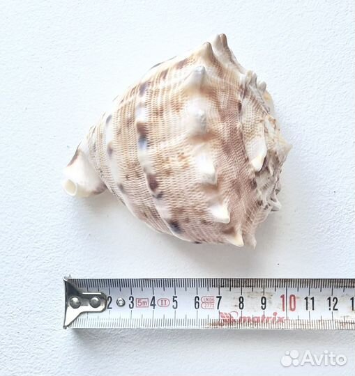 Декор для аквариума Ракушки