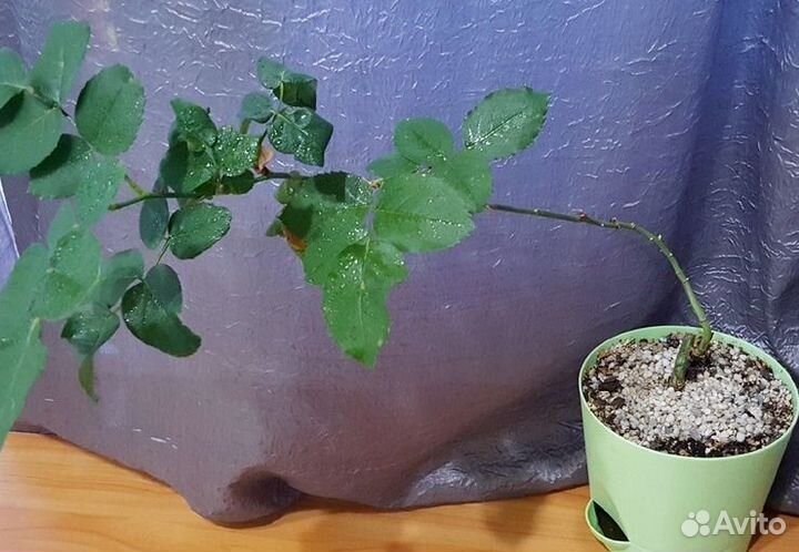 Саженцы роз укорененный