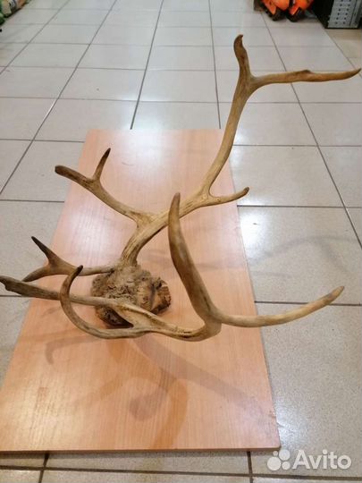 Продам рога оленя