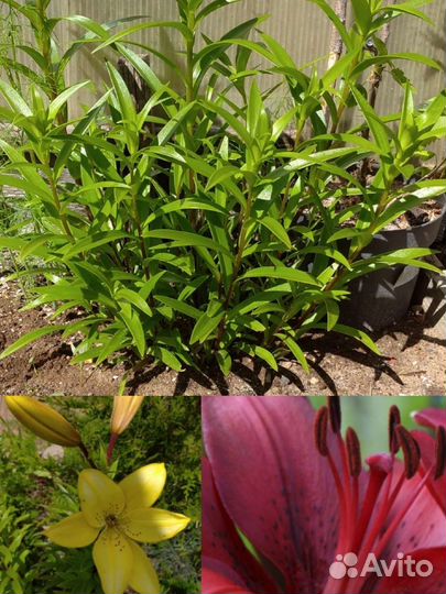 Цветы(растения) для сада