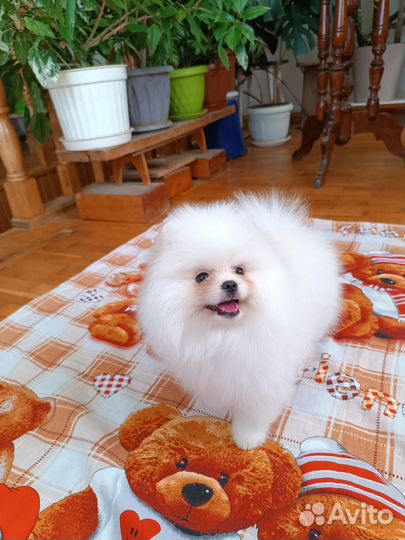 Суперпушистик