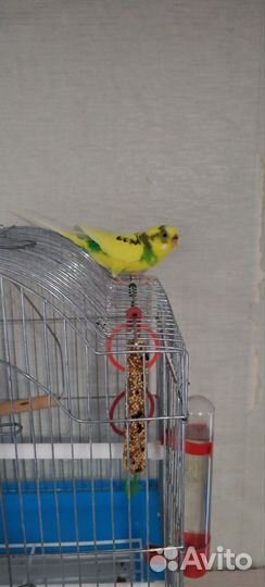 Волнистый попугай