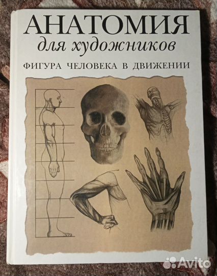 Анатомия для художников Фигура человека