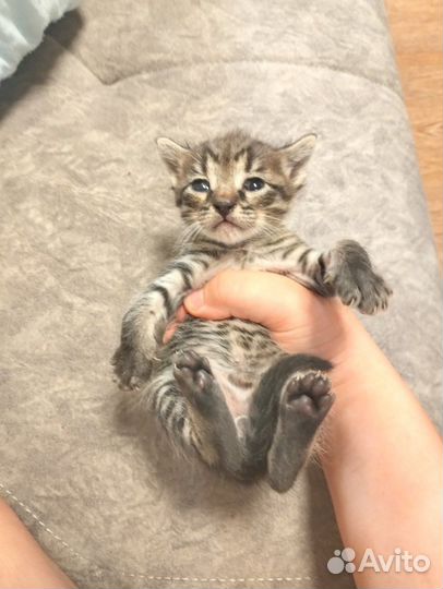 Котята потомственной мышеловки