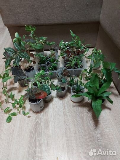 Комнатные растения