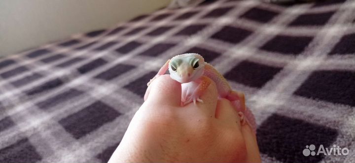 Геккон эублефар