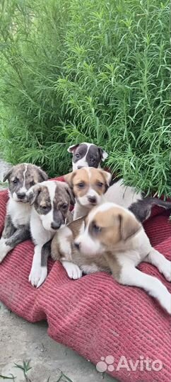 Щенки питбуля